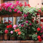Cele mai rezistente flori pentru balcon
