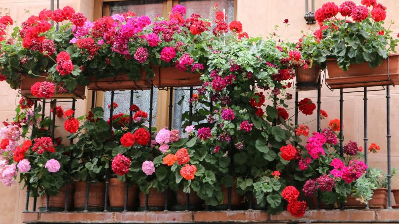 Cele mai rezistente flori pentru balcon 0