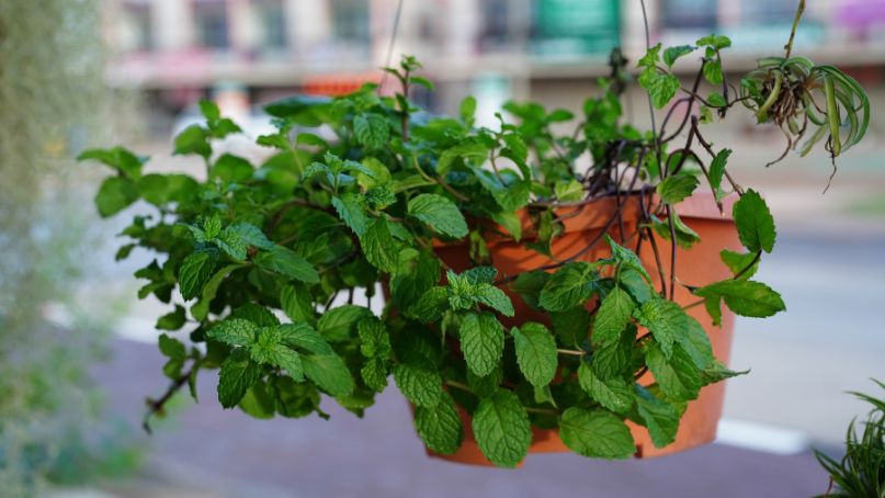 Plante aromatice care cresc bine in ghiveci 0